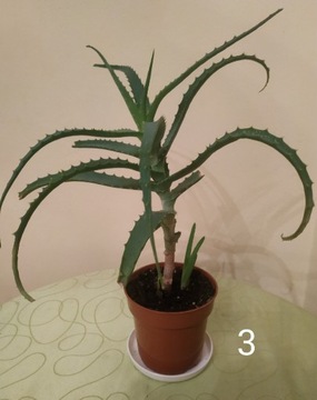 Aloes drzewiasty leczniczy 30-35cm