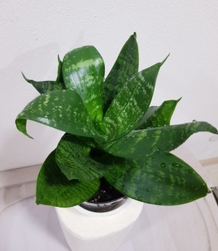 Sansewieria Sansevieria Gwinejska Green Hahnii 