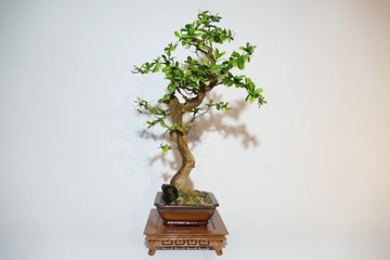 sztuczne drzewko bonsai