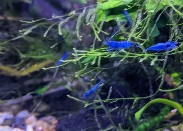 Krewetki Neocaridina Blue Velvet 10x