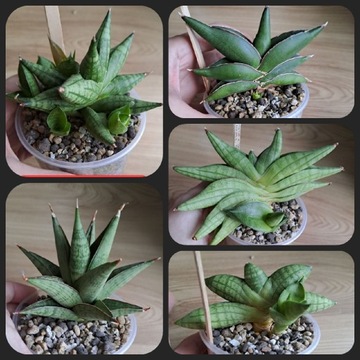 Zestaw sansevieria sansewieria sanseweria