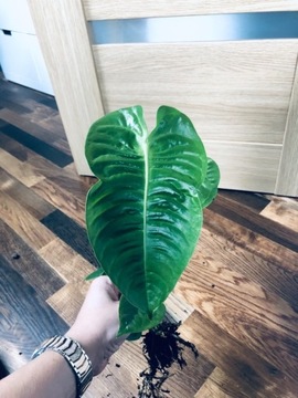 Philodendron veitchii