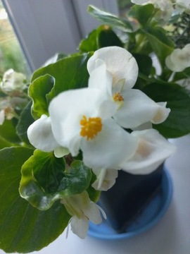 Kwiat babka, begonia biała