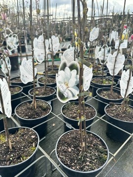 Magnolia - Mag's Pirouette - białe kwiaty