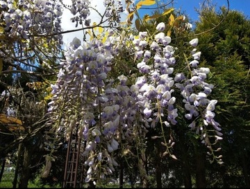 Glicynia Wisteria nasiona 10 sztuk