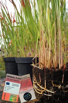 Imperata cylindryczna Red Baron- Pakiet 6 szt.-XXL