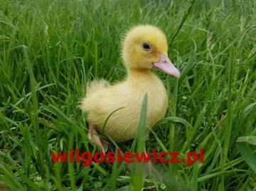 Kaczki PEKIN