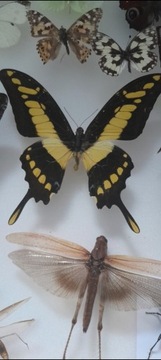 Motyl z peru!!! Papilio thoas, samiec.