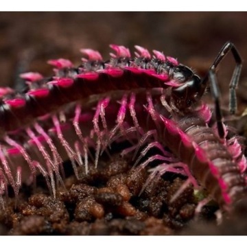 Desmoxytes planata, Red dragon Wije Warszawa