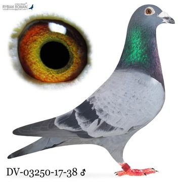 Samiec 100 % Dr. F.K Marien gołąb gołębie pocztowe