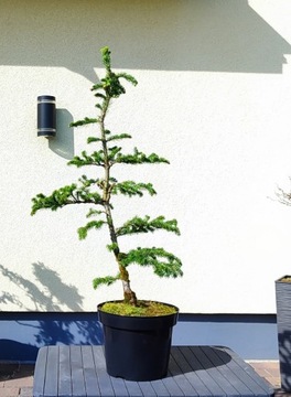 Jodła koreańska formowana na wzór bonsai 92cm