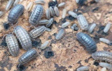 armadillidium nasatum