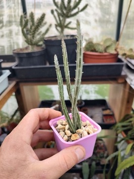 SENECIO stapeliformis KILIMANJARO