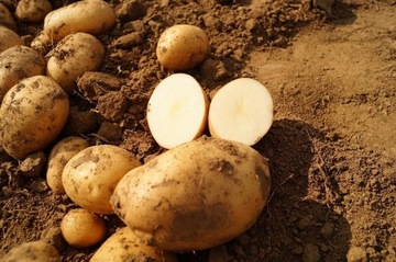 Ziemniaki jadalne i sadzeniaki