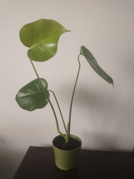 Monstera Deliciosa Dziurawa sadzonka