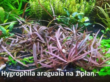 Hygrophila araguaia na 1 plan. Hodowla podwodna. 