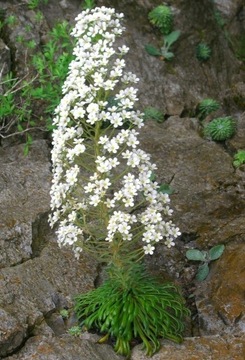 Skalnica Saxifraga longifolia