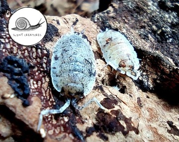 Porcellio scaber Dalmatian isopody prosionki ekipa