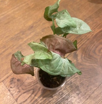 Syngonium milk confetti 