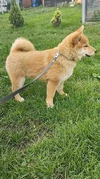 shiba inu suczka z hodowli ZKwP FCI