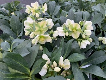 Ciemiernik biały "DIEGO ICE" Helleborus niger 