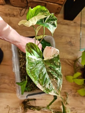 syngonium variegata