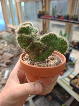 OPUNTIA CYLINDRICA CRISTATA,SPORA