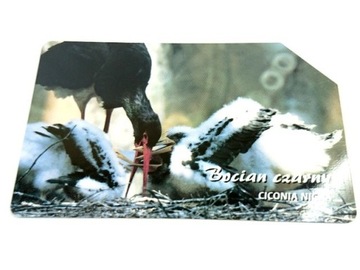 25 - ptaki bocian czarny