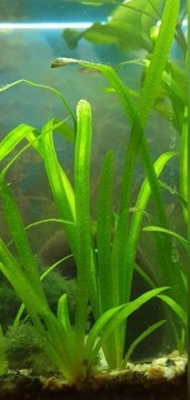 Nurzaniec- bardzo prosta roślina akwariowa