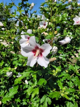 Hibiskus HAMABO 20-30 cm