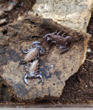 Liocheles australasiae skorpion