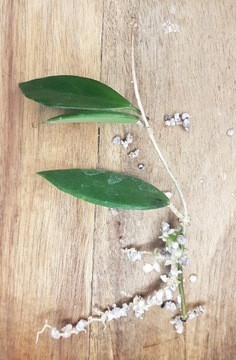 Hoya NN - ukorzeniona sadzonka 