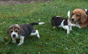 Piękne szczenięta beagle metryka chip