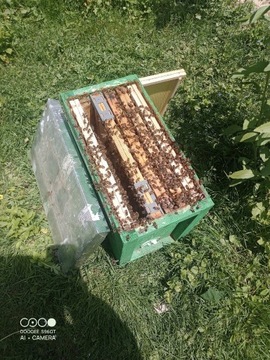 Odkłady pszczoły czerwiec 2024 