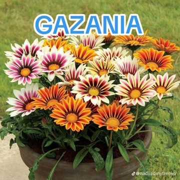 Duży kwiat Gazania