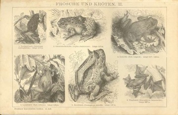Zwierzęta cz. 17   oryginalne XIX w. grafiki 