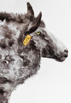 CZARNA OWCA black sheep FOTOOBRAZ 60X40 cm