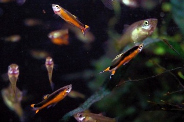 Małe kolorowe rybki do nano akwarium 15-20l 4szt.