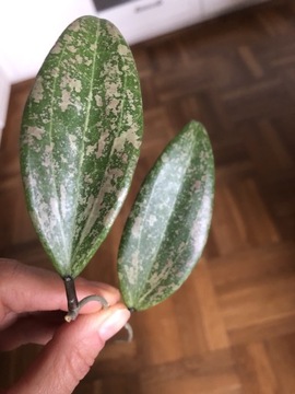 Hoya Wibergiae/ Verticillata IML 1618