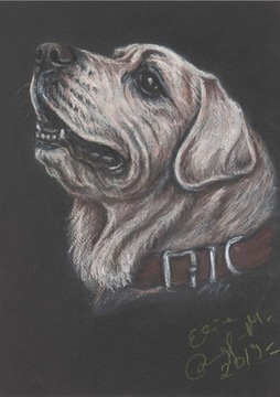 Labrador Retriver, labek - portret pastel sucha