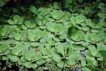 Pistia stratiotes Topian osokowaty (P. rozetkowa)