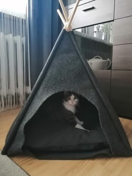 Namiot tipi dla kotka