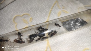 Mrówki Camponotus herculeanus Q + 4 robotnic 