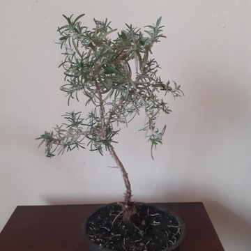 Rozmaryn bonsai  