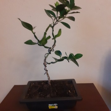 bonsai limetka  