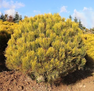 SOSNA  Pinus mugo Wintergold h=80, szer.70cm