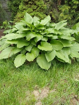 Funkia, Hosta