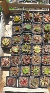 Sprzedam zestaw rojników(Sempervivum)