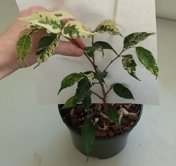 Ficus eldorado variegata