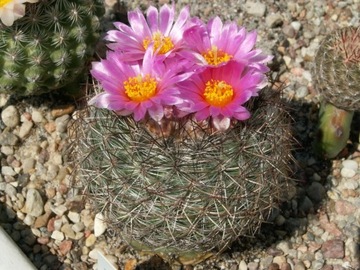 Pediocactus simpsonii - 100 nasion